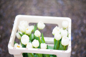 tulips in crate